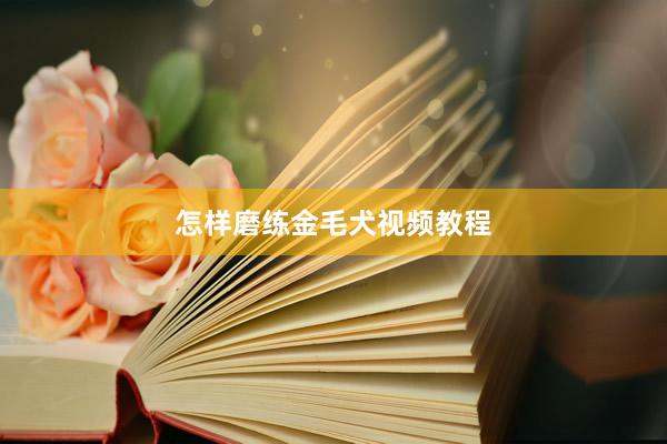 怎样磨练金毛犬视频教程